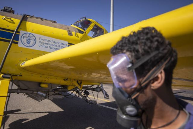 Spray airplanes on the airstrip, ground crew are fueling the plane and loading it with chemicals in preparation for aerial spraying to fight locusts swarms in the area - Isiolo county, Kenya. ©FAO